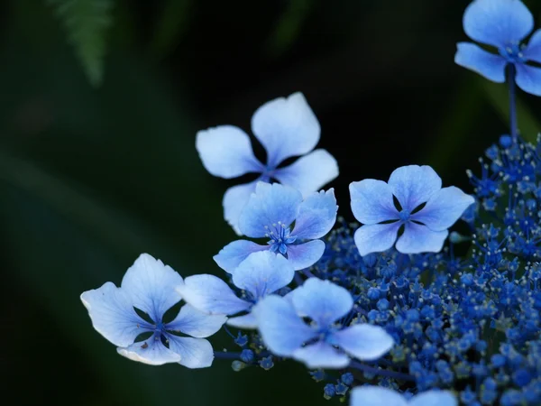 꽃 — 스톡 사진