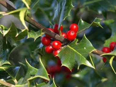 Holly Plant