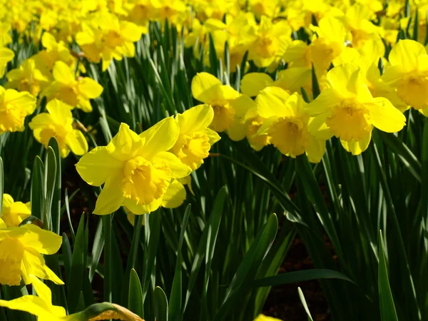 Daffodils narcissus — Stock Photo, Image