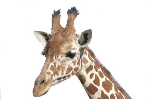 Cabeça de girafa isolada — Fotografia de Stock