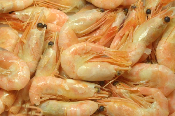 stock image Atlantic Prawns