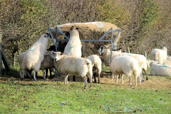 Овцы питаются сеном — стоковое фото