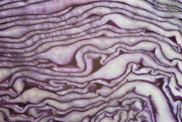 stock image Red cabbage showing texture