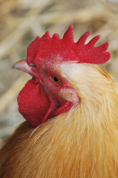 Närbild av kyckling — Stockfoto