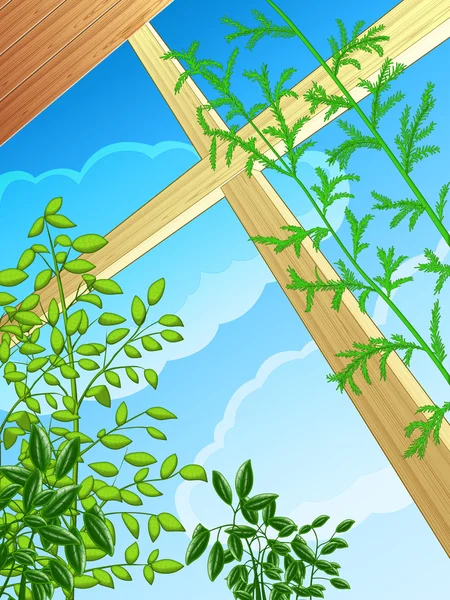 Plantas em uma janela — Fotografia de Stock