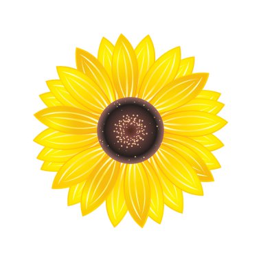 Sunflower clipart