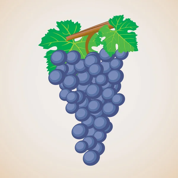 Grape fruit — Stock Vector