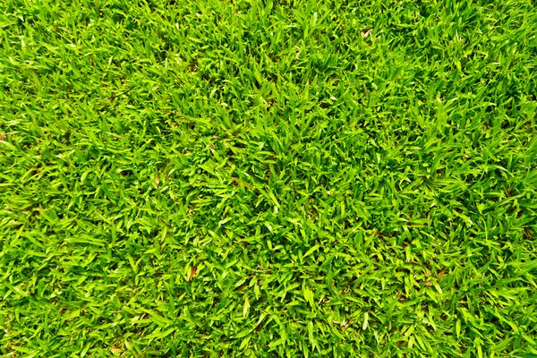 Texture de l'herbe — Photo