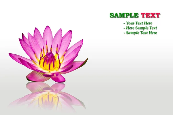 Lotus blomst isoleret - Stock-foto