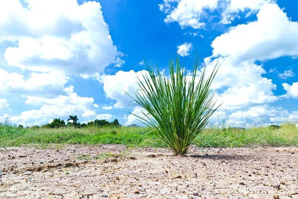 Growth grass on dry soil — Stock Photo, Image