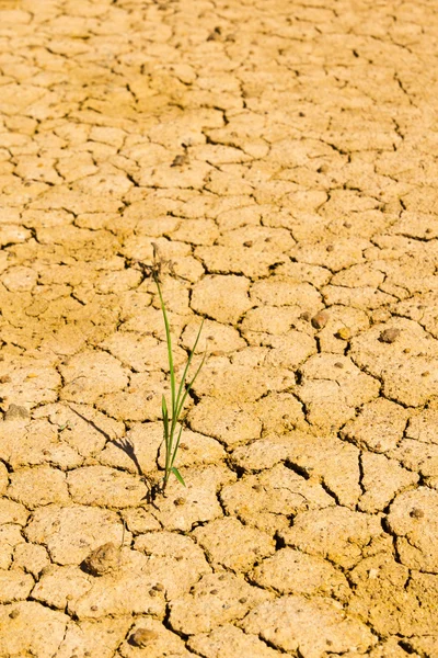 Трава роста на сухой почве — стоковое фото