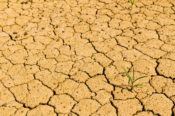 Growth grass on dry soil — Stock Photo, Image