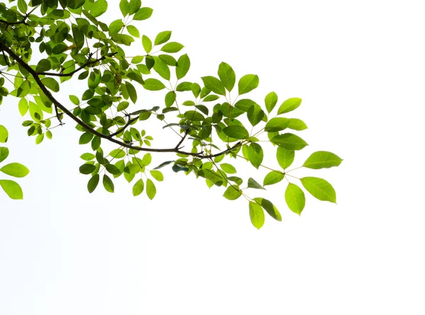 Green leaf on white background — Stock Photo, Image