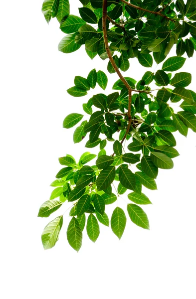 Зелений лист на білому тлі — стокове фото