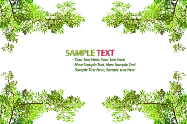 Green leave frame on white background — Stock Photo, Image