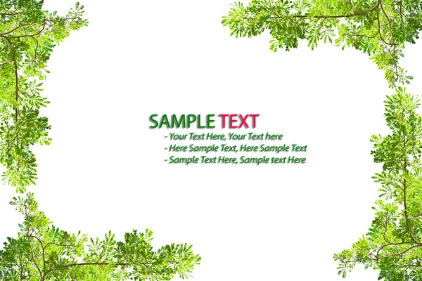 Green leave frame on white background — Stock Photo, Image