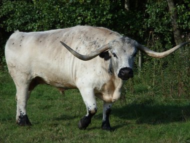 Cadzow Bull clipart