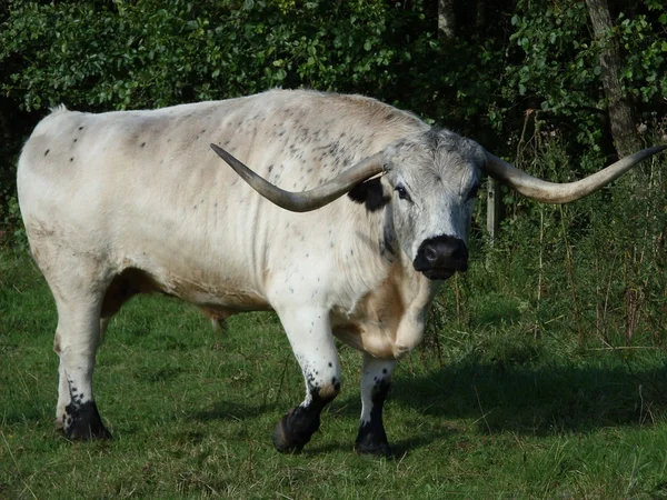Cadzow býk — Stock fotografie