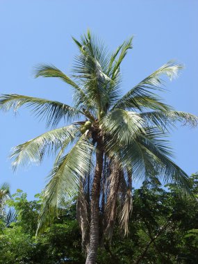 Hindistan cevizi hurma ağacı, Tayland