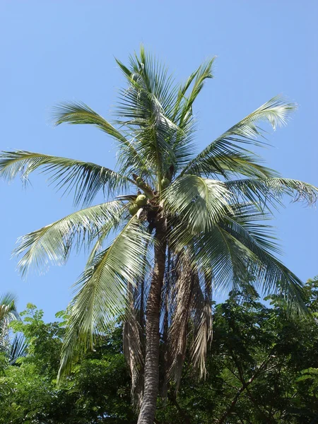Coconut palm tree, Thailand — Stock Photo, Image