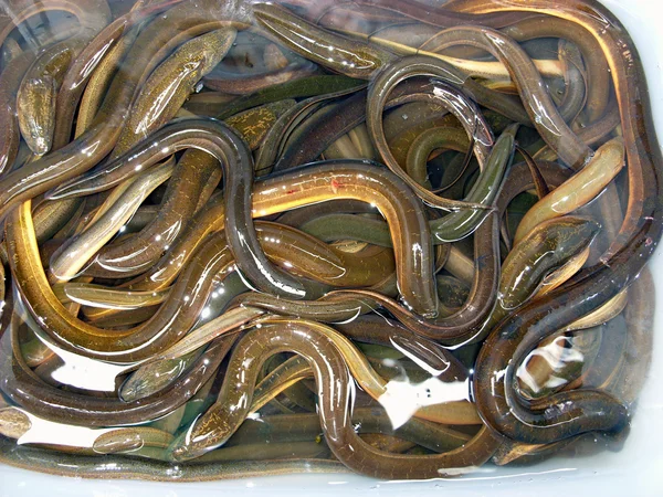 Basin of eels — Stock Photo, Image