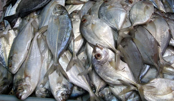 Pescado Recién Capturado Para Venta Puesto Mercado Nonthaburi Tailandia Imágenes de stock libres de derechos