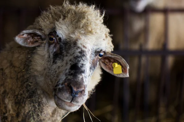 stock image Sheep, mutton