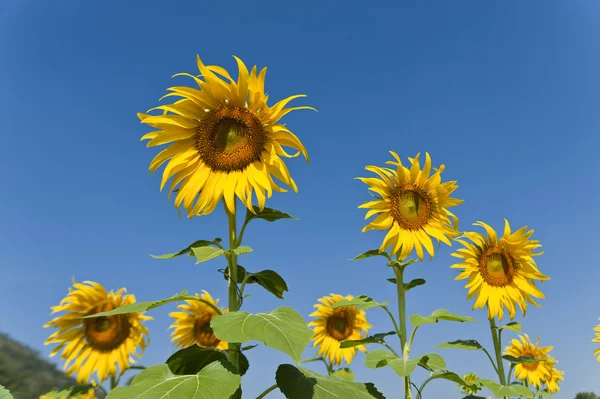 Groupe de fleurs de soleil — Photo