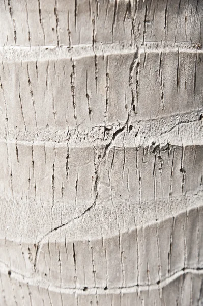 ココヤシの木の樹皮 — ストック写真