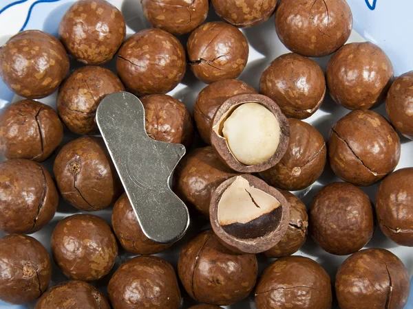 stock image Open Macadamia nut shell by tool