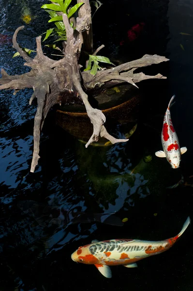 プールの美しい鯉魚 — ストック写真