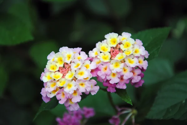 stock image Flowers