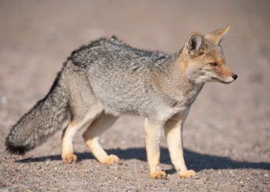 Patagonian grey fox (Dusicyon culpaeus) clipart