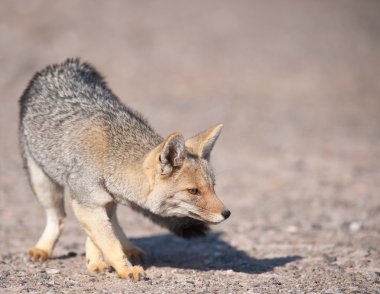 Patagonian Grey Fox (Dusicyon culpaeus). clipart