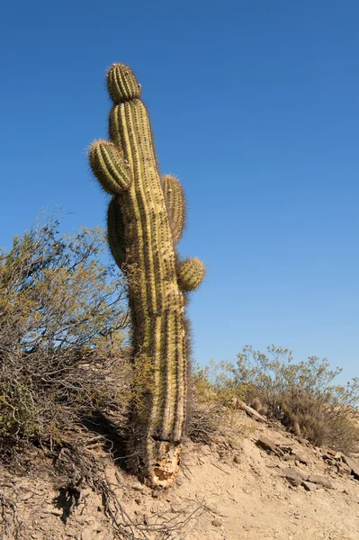 Kaktus v pouštní krajině. — Stock fotografie