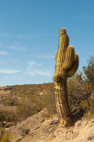 Kaktus w krajobraz pustyni. — Zdjęcie stockowe