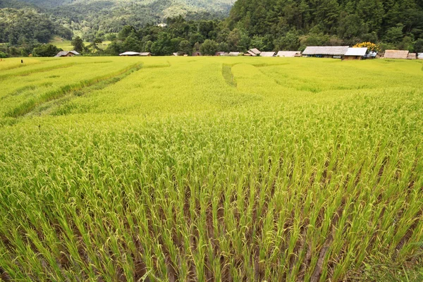 Rice field1 — Stock Photo, Image