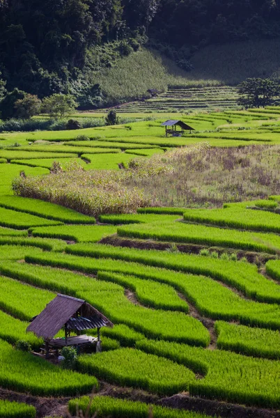 Rice field4 — Stock Photo, Image