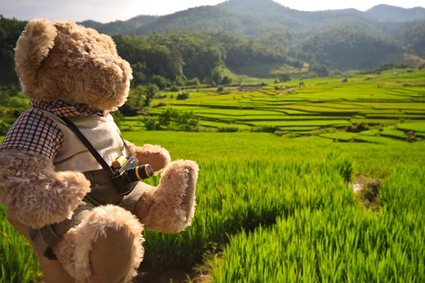 Rice field and bear — Stock Photo, Image