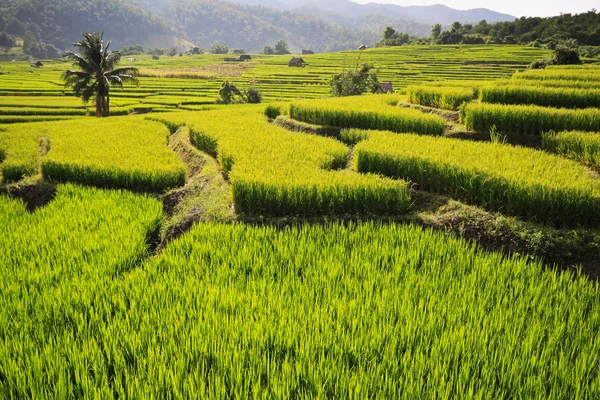 Rice field6 — Stock Photo, Image