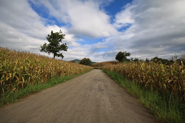 Road and farm — Stock Photo, Image