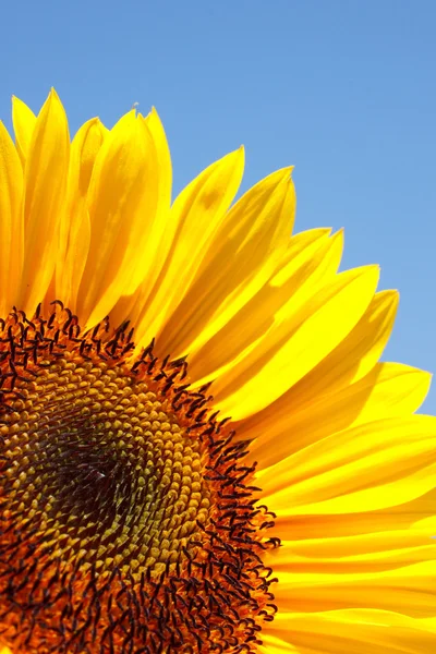 stock image Yellow sunflower