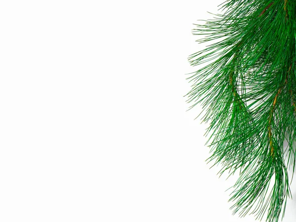 The branch of a christmas tree on white background — Stock Photo, Image