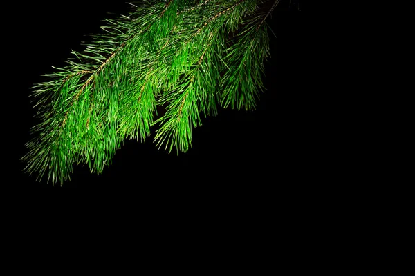 A fekete háttér a karácsonyfa ága Stock Kép