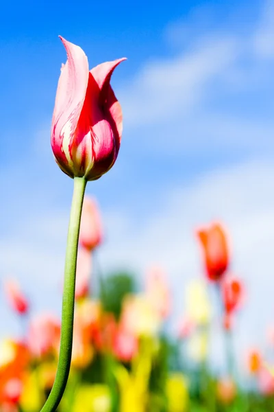 Belle tulipe avec d'autres fleurs sur le fond — Photo