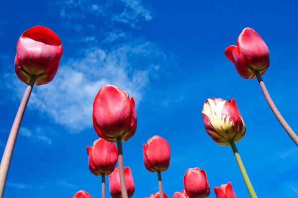 Röda tulpaner på den blå himlen Royaltyfria Stockfoton