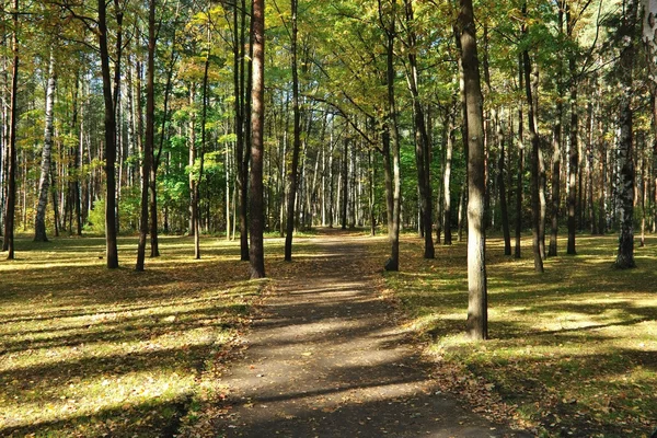 stock image Park