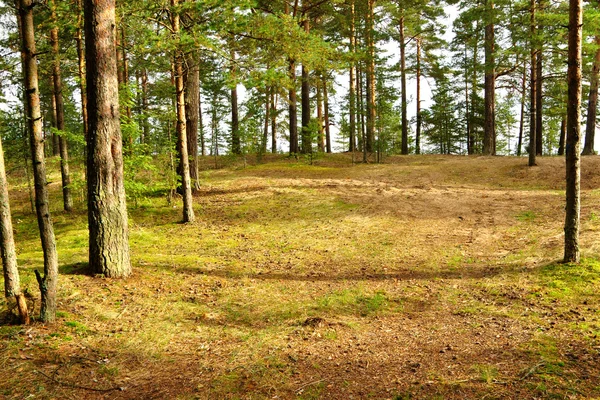 stock image Pine Meadow