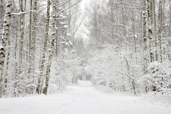 Зимний парк, снежная тропа через деревья — стоковое фото