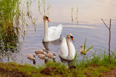 Swans with nestlings at sunset clipart